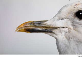 Common gull Larus Canus beak mouth 0004.jpg